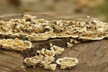 Fungus growing on a tree trunk