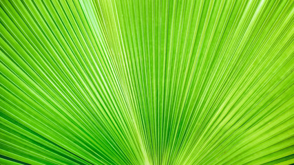 abstract light green stripes from nature, tropical palm leaf texture background, colorful tone.