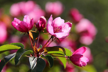 Obraz premium Blossoming decorative apple tree. Pink blossoming apple tree. Beautiful flowers of decorative apple tree or paradise apple tree in sunlight..