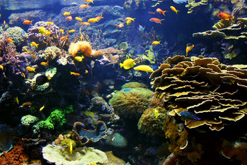 Fototapeta na wymiar Colorful real photo of the seabed, an aquatic environment, with lots of different fish species. 