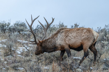 Bull elk (Cervus canadensis) grow antlers for the fall mating season and keep them through the winter, they fall off for the new year’s growth