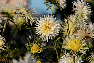 Flowering asters in the summer garden. Blooming white asters, close-up.