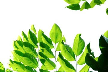 Tropical tree leaves with soft light on white isolated background for green foliage backdrop 