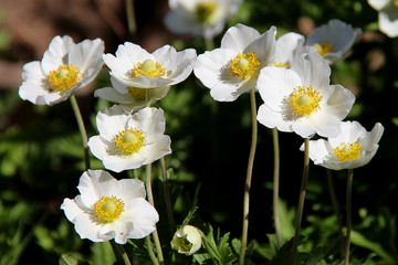 White anemone flowers. White anemone macro close up in nature. Anemone sylvestris (snowdrop...