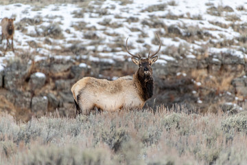 Bull elk (Cervus canadensis) grow antlers for the fall mating season and keep them through the winter, they fall off for the new year’s growth