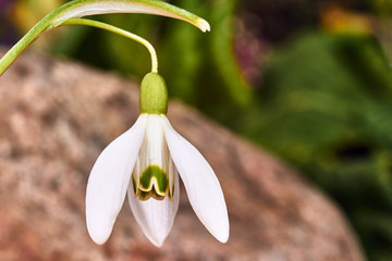 white common snowdrop flower in spring.