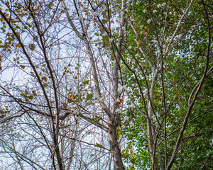 Branches and Sky