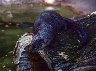 American river otter