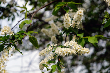 blooming bird cherry