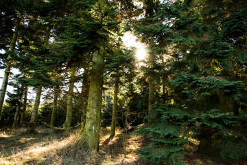 sun in the forest