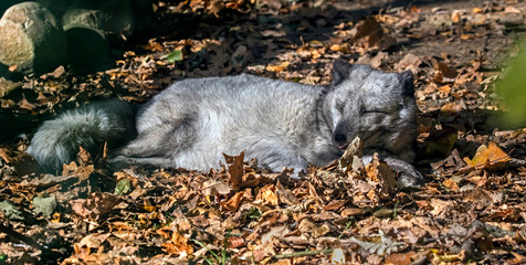 Sleeping arctic fox. Latin name - Vulpes lagopus	