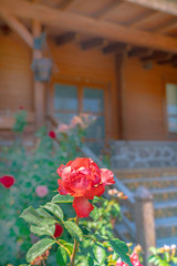 beautiful rose standing in the garden