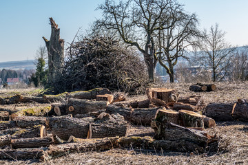 Frisch gefällter Obstbaum