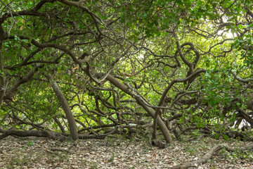 green cashew forest with winding tree trunks
