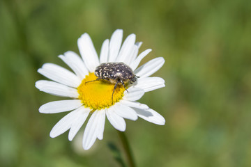 Fototapeta premium Oxythyrea funesta on chamomile,Spring beetle Flower chafer on the flower eats pollen