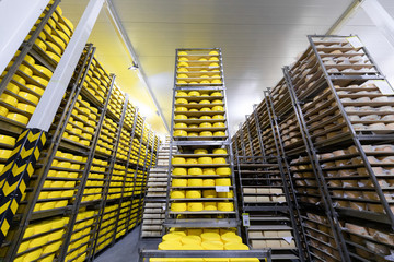 Racks with yellow cheese heads. Dairy plant