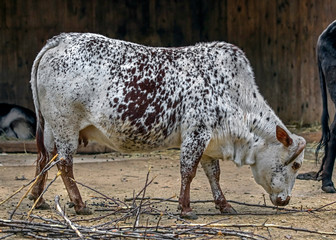 Zebu nano cow