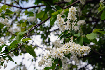 blooming bird cherry