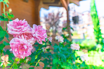 beautiful rose standing in the garden