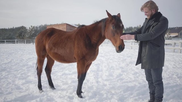 Tall bearded man strokes adorable brown thoroughbred horse standing near animal in winter ranch. Concept of horse breeding. Camera moves closer