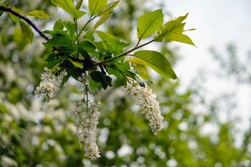 blooming bird cherry © evgenius1985