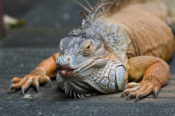 Close uo portrait of Green Iguana looking at the camera.