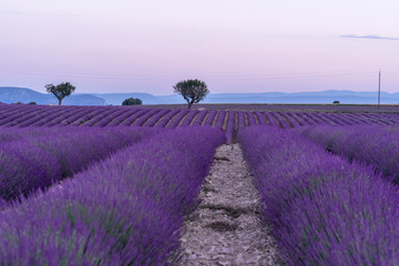 Lavender fields with a tree in spring time in provence france