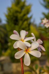 pink white tropical flowers frangipani plumeria closeup on blurred green tree background