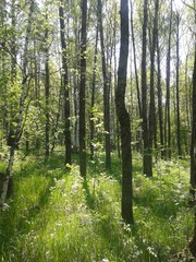 Obraz premium природа