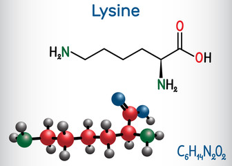 Lysine (L- lysine , Lys, K) amino acid molecule. It is used in the biosynthesis of proteins. Structural chemical formula and molecule model