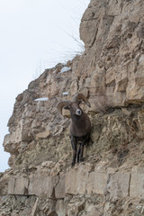 Naklejka premium An adult male Bighorn sheep ´Ovis canadensis´, standing on top of a rocky ridge against a blue sky in lamar Valley Yellowstone National Park.