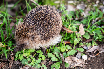 Close-up of an hedgehog