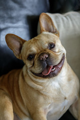 Playful Frenchie sitting on couch and posing. Young male French Bulldog looking at the camera with a smiley face and tilted head.