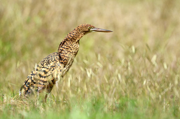 Rufescent Tiger Heron in Tall Grass, Tigrisoma Lineatum.  Panama, Central America