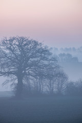 Obraz na płótnie Canvas Bäume im Nebel an einem Wintermorgen, Schleswig-Holstein