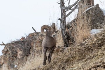 Bighorn sheep in Yellowstone's Lamar Valley.