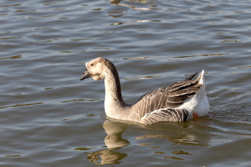 The floating gray goose close-up