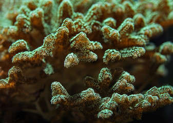 Underwater photo, close up of green blue coral emitting fluorescent light. Abstract marine background.