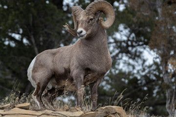 An adult male Bighorn sheep ´Ovis canadensis´, standing on top of a rocky ridge against a blue sky in lamar Valley Yellowstone National Park.