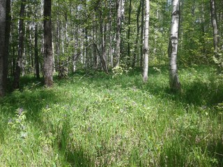 nature, forest, greenery, flowers, sun