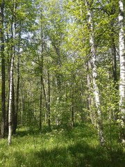 Obraz premium nature, forest, greenery, flowers, sun