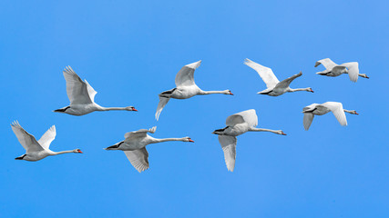 Schwäne im Flug