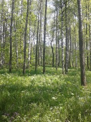 Fototapeta premium nature, forest, greenery, flowers, sun