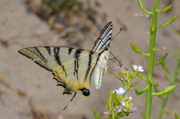Esemplare di farfalla Macaone coda di rondine