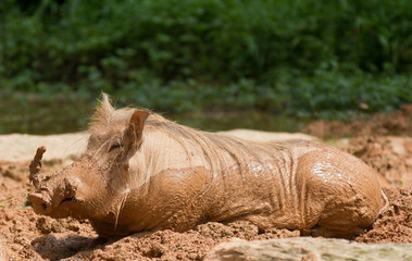 The common warthog ,Phacochoerus africanus, enjoyes a mudbath in the sun.