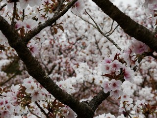 cherry blossom