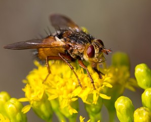 Hedgehog fly on yellow flower