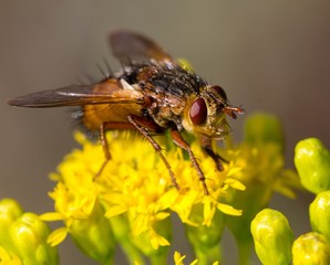 Hedgehog fly on yellow flower