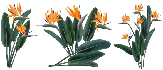Acrylglas douchewanden met foto Strelitzia Strelitzia Reginae tropische bloemboeketten set