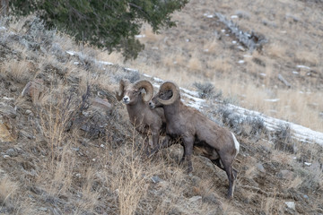 An adult male Bighorn sheep ´Ovis canadensis´, testing each other for the mating privilege in lamar Valley Yellowstone National Park.